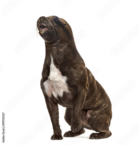 chimera with French Bulldog sitting and head of California Sea Lion against white background