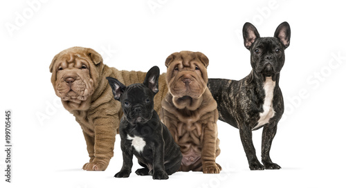 Shar Pei puppies and french bulldogs together against white back