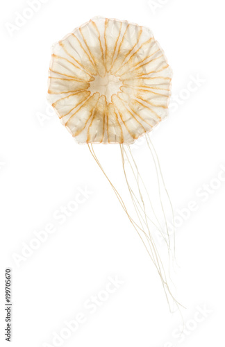 Fototapeta Naklejka Na Ścianę i Meble -  Japanese sea nettle, Chrysaora pacifica, Jellyfish against white