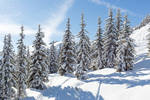 Beautiful Snow Covered Trees in an Alpine Ski Resort