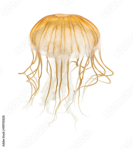 Japanese sea nettle, Chrysaora pacifica, Jellyfish against white