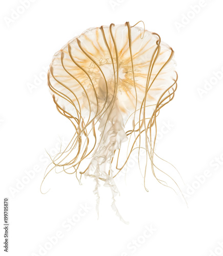 Japanese sea nettle, Chrysaora pacifica, Jellyfish against white