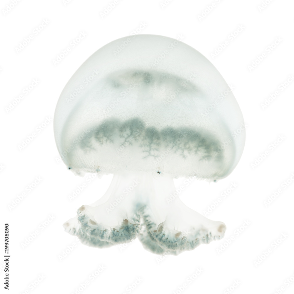 Naklejka premium Cannonball jellyfish or cabbagehead jellyfish, Stomolophus melea