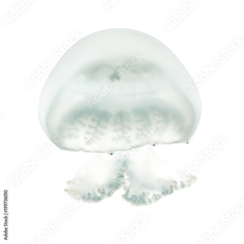 Cannonball jellyfish or cabbagehead jellyfish  Stomolophus melea