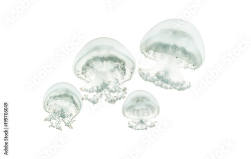 Cannonball jellyfish or cabbagehead jellyfish, Stomolophus meleagris, swimming against white background © Eric Isselée