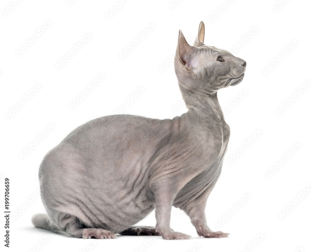 chimera with Grey Sphinx cat and a rat body against white background