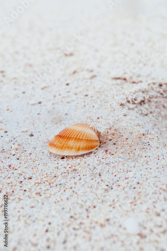 Small shell of Cockles clam on white sand beach, Okinawa, Japan