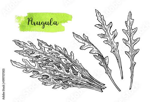 Ink sketch of arugula.