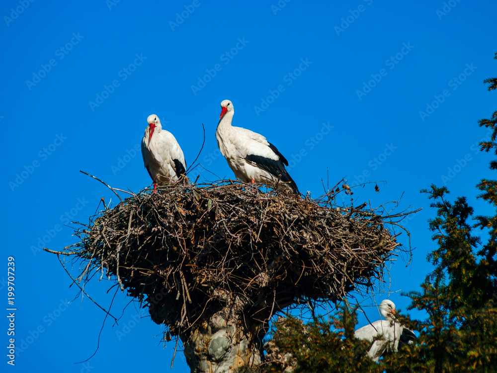 Fototapeta premium Beautiful white storks in the nest on blue sky backgroung, springtime