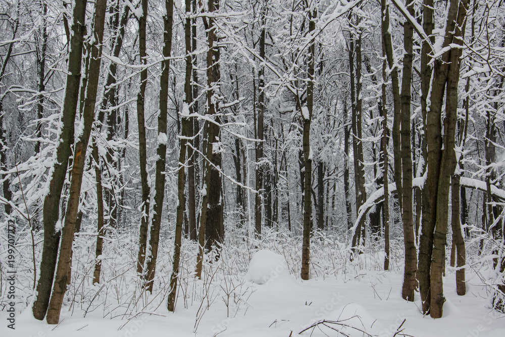Fototapeta premium Blizzard in park white trees landscape