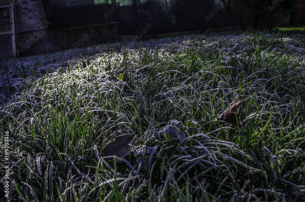 Obraz premium Macro Foglie erba brinate