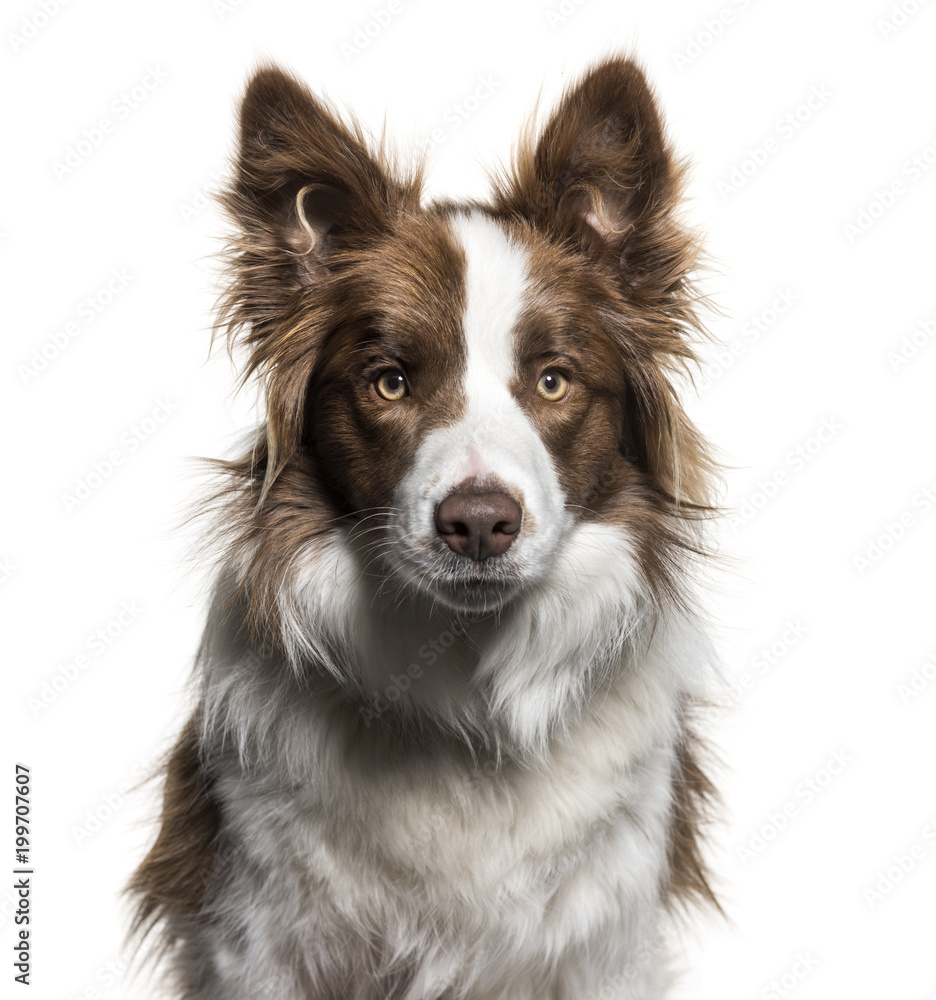 Border Collie, 1 year old, portrait against white background