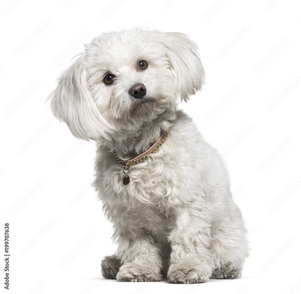 Maltese, 1 year old, sitting against white background Maltese, 1 year old, sitting against white background
