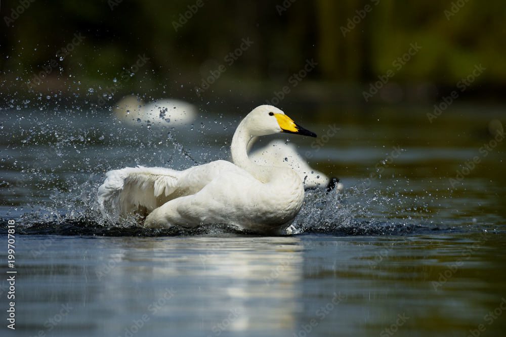 Whooper Swan, Swans, Cygnus cygnus Whooper Swan, Swans, Cygnus cygnus
