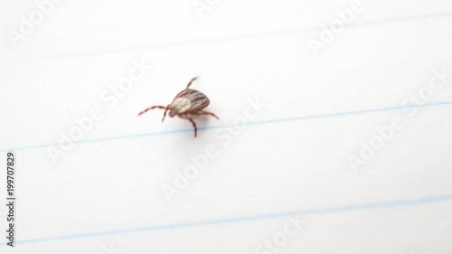 Dermacentor. Hard tick lying on its back upside down, turns over, and crawls away out of frame on white background. photo