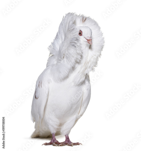 White Jacobin pigeon in portrait against white background