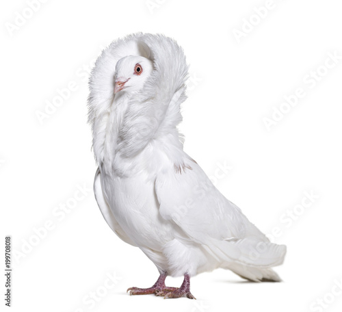 White Jacobin pigeon standing against white background