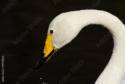Whooper Swan, Swans, Cygnus cygnus