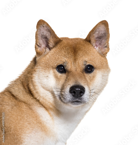 Shiba Inu looking at camera in close up against white background