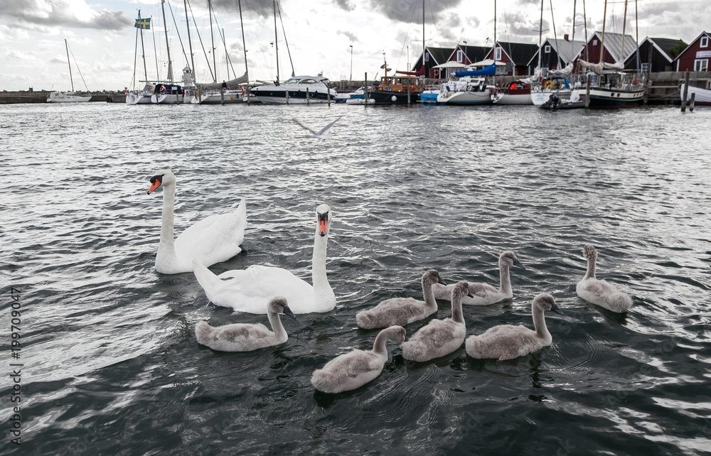 Obraz premium Swan family in a marina. People and nature.