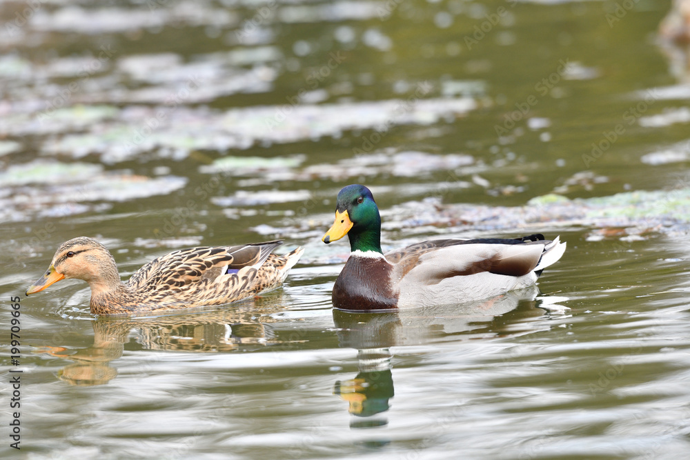 Fototapeta premium Herd of wildlife ducks swimming and settling on the water