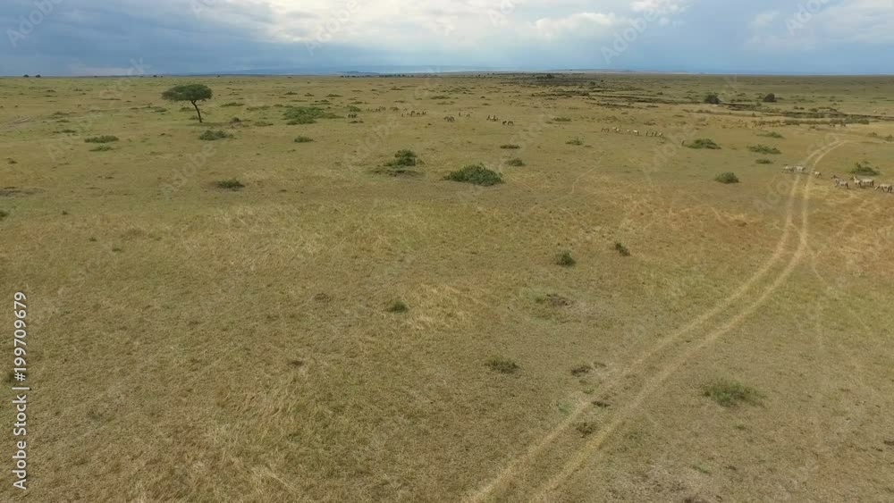 Aerial view of animals on the Masai Mara plains Aerial view of animals on the Masai Mara plains