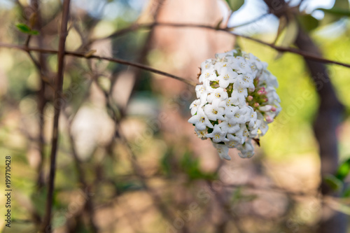 Fototapeta Naklejka Na Ścianę i Meble -  The Flowering tree