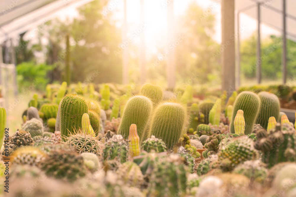 Cactus is the succulent plant with many different shapes, colors, variegated and beautiful flowers. Its native is in desert. People grow cactus for decorate in their garden, glasshouse or greenhouse Cactus is the succulent plant with many different shapes, colors, variegated and beautiful flowers. Its native is in desert. People grow cactus for decorate in their garden, glasshouse or greenhouse