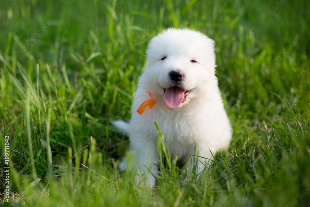Portrait of a young maremma sheepdog outside in summer Portrait of a young maremma sheepdog outside in summer