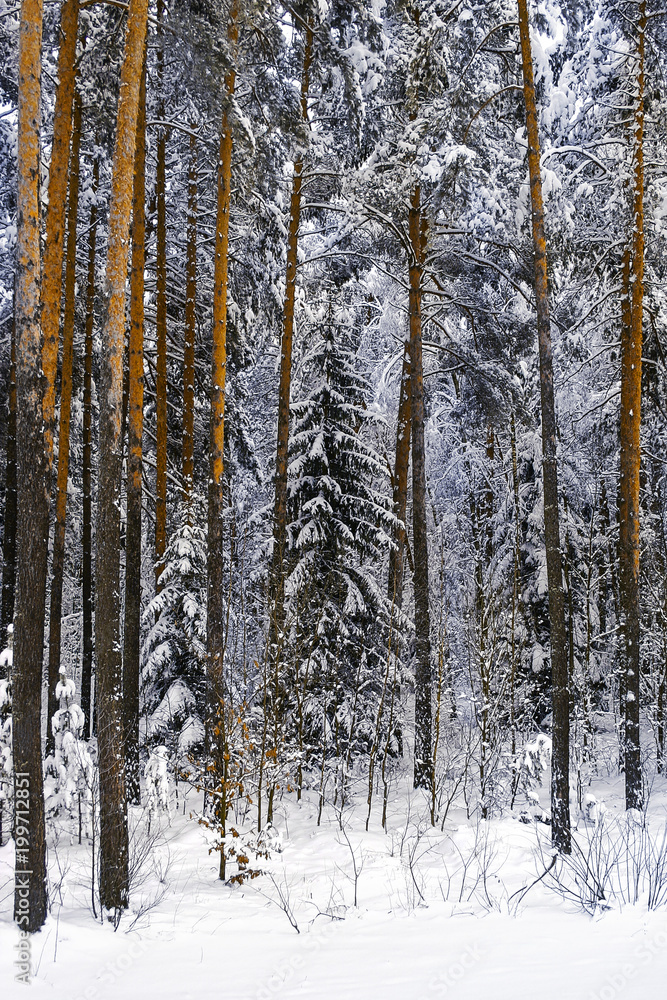 Fototapeta premium The winter forest