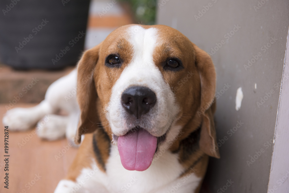 Beagle dogs are doing the gesture with delight