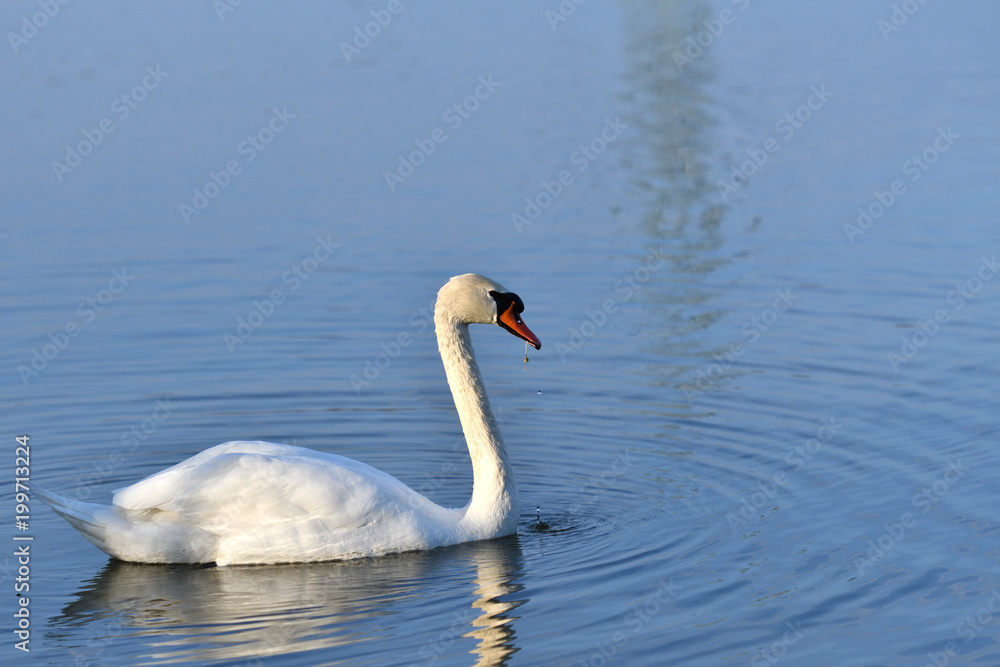 reflection in water of swimming white swan on the lake reflection in water of swimming white swan on the lake