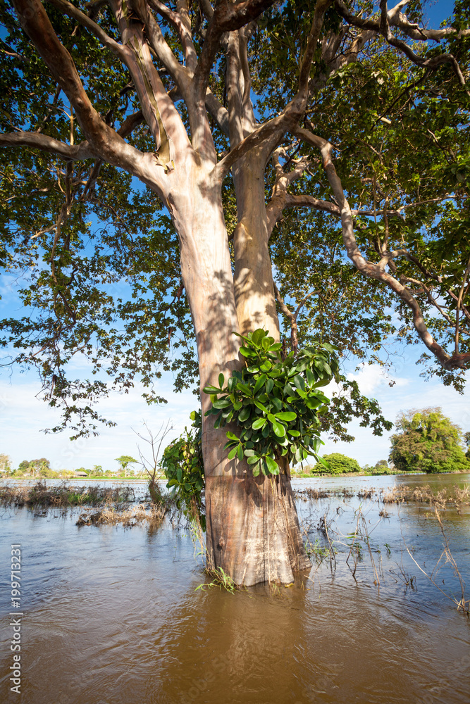 Tree submerged in flooded area of the Amazon River