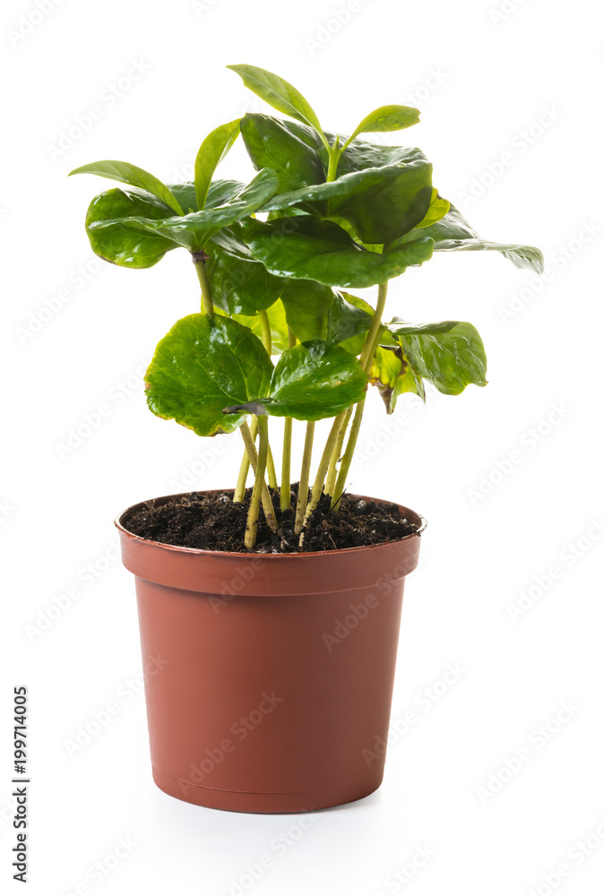 young coffee tree in a pot young coffee tree in a pot