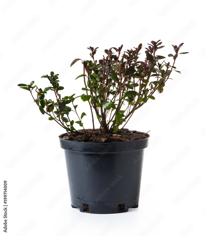 garden azalea marushka in a pot garden azalea marushka in a pot