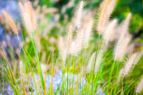 Plant Reeds in Green Nature