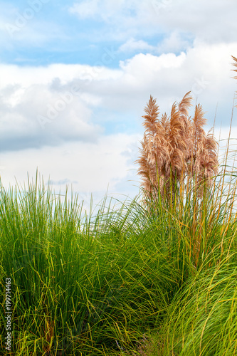 Plant Reeds in Green Nature