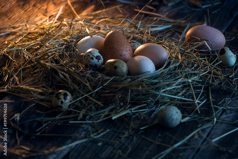 Obraz premium eggs in the nest