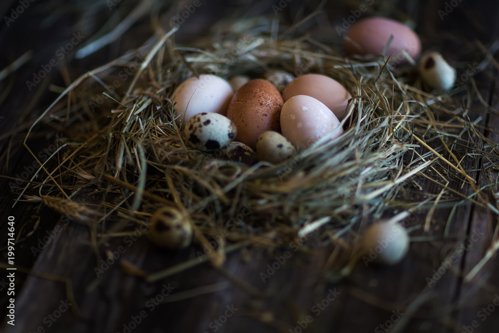 eggs in the nest