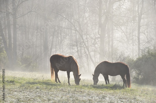 Horses in fog in pasture