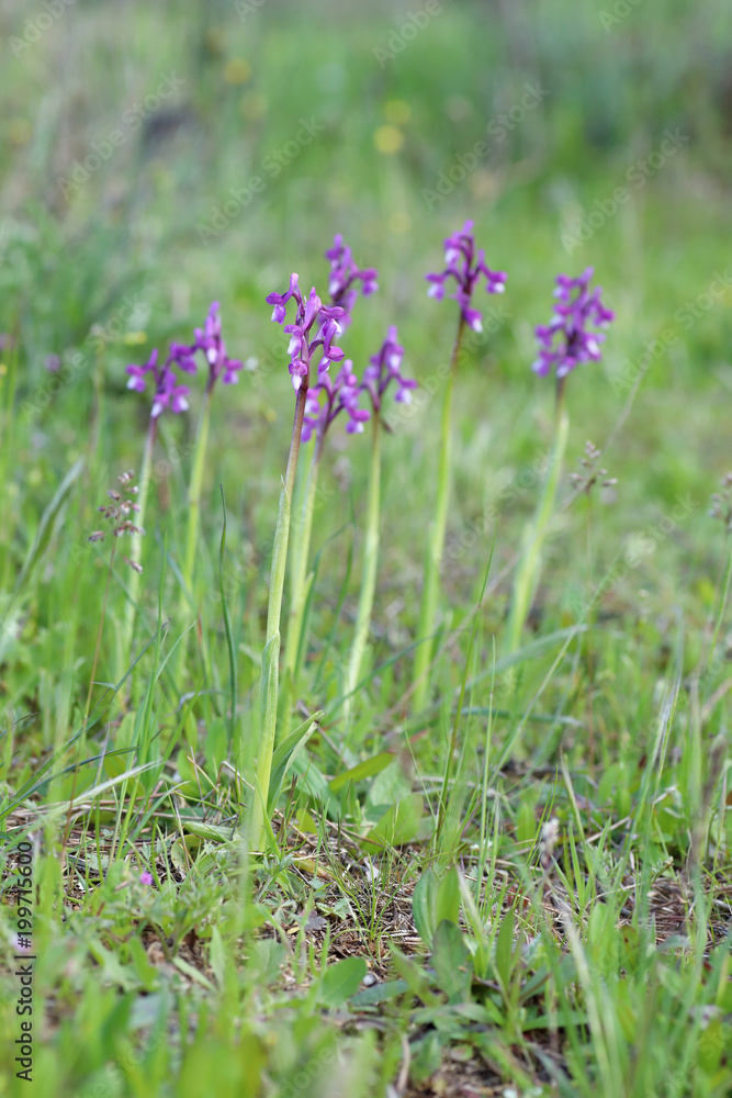 Group of orchids of the species Orchis champagneuxii Group of orchids of the species Orchis champagneuxii
