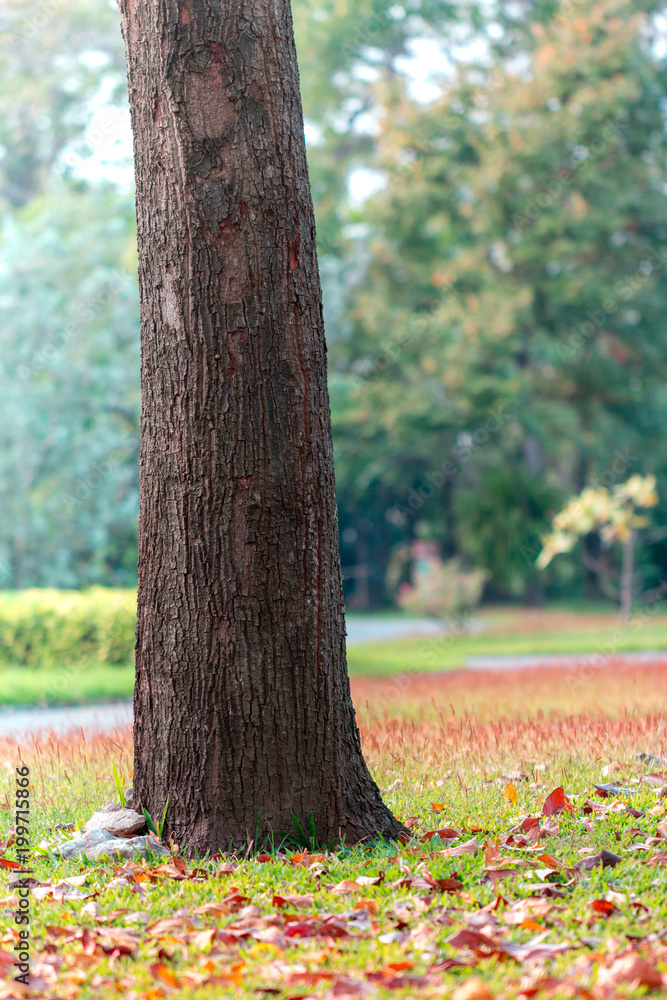 Bright sunny day in park. Big tree on colourful grass. Bright sunny day in park. Big tree on colourful grass.