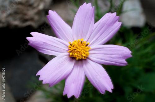 flower with purple leaves and yellow center on a dark background