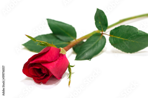Red rose isolated on white background,valentine gift.