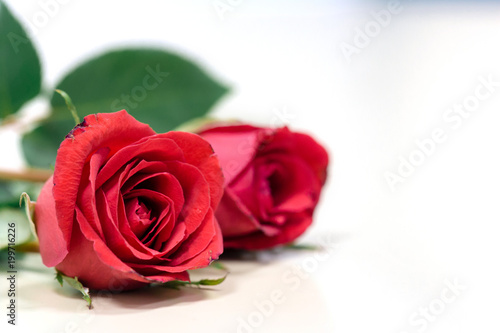 Red rose isolated on white background valentine gift.