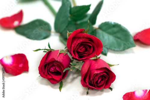 Fototapeta Naklejka Na Ścianę i Meble -  Red rose isolated on white background,valentine gift.