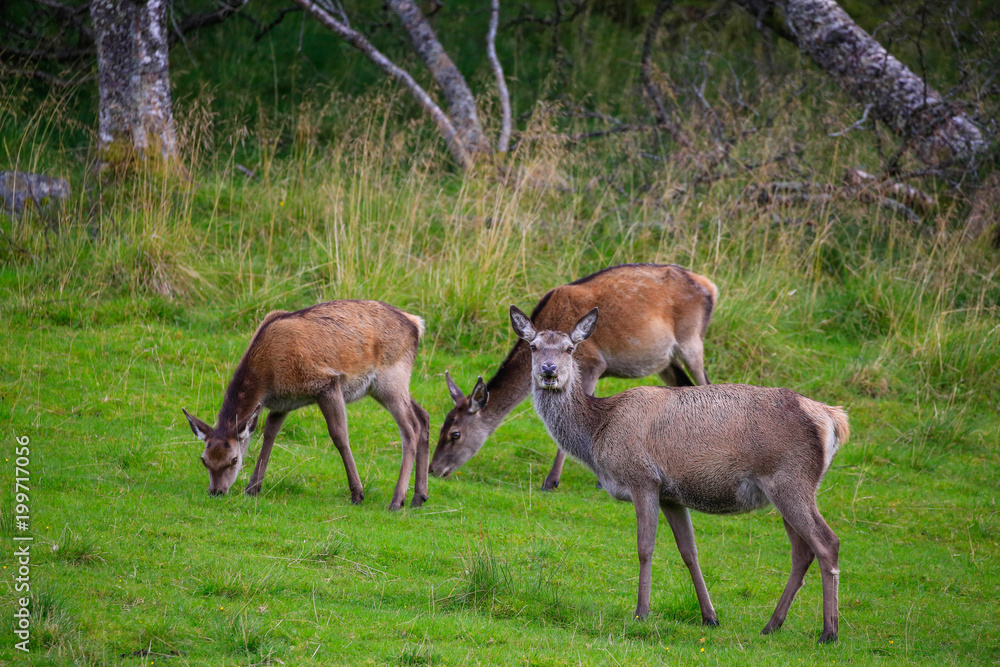 Deer in Northern Norway