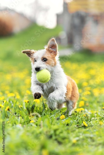 terrier dog running in grass field with ball in mouth