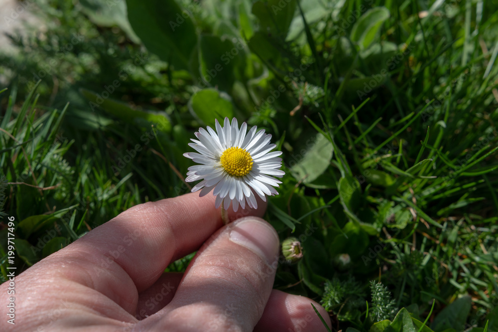 Margarite in der Hand