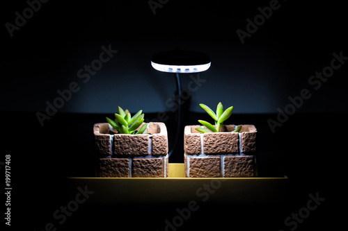 Use the light for plant grow in the night. Cactus : Haworthia.